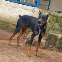 سگ دابرمن آمریکایی