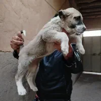 پژدر درجه یک اصل و نسب دار|سگ|قزوین, |دیوار