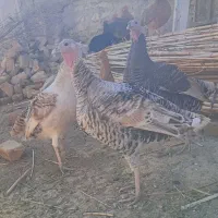 فروش بوقلمون