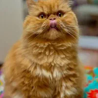 گربه اسکاتش+dsh