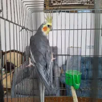 عروس هلندی زیبا و مولد|پرنده|بندر ماهشهر, |دیوار