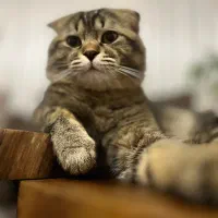 گربه نر میکس اسکاتیش بریتیش