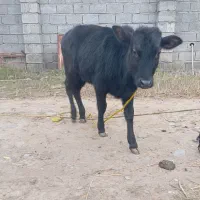 لیشه گاووگوساله ماده چالوسی عروسک