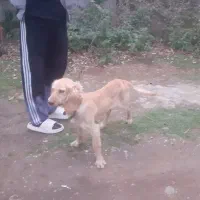 سگ شکاری|سگ|رشت, چله خانه|دیوار