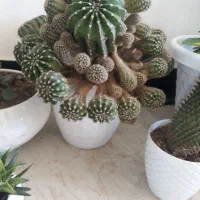 کاکتوس|گل و گیاه طبیعی|ایوان, |دیوار