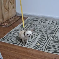 شیواوا اصیل از گربه کوچیکتر