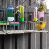 مرغ عشق مولد|پرنده|فردیس, سرحد آباد|دیوار