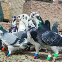 24 تا نر ابلغ پرسفید سلاطین کفتر شهرستانی