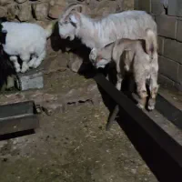 شش عدد بز شش عدد بیگ