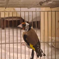 ماده سر سیاه کارداده
