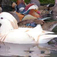 فروش ماندارین و کالارین با کیفیت