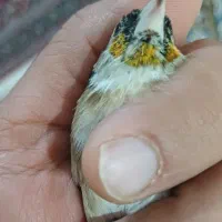 سهره|پرنده|خمین, |دیوار