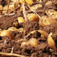 سیب زمینی فابولا مدل ۱۴۰۲|عمدهفروشی|الیگودرز, |دیوار