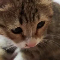 واگذاری بچه گربه