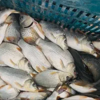 بچه ماهی کپور بشقابی طلایی