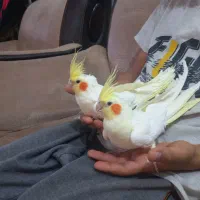 عروس هلندی نر ماده دستی|پرنده|یزد, |دیوار
