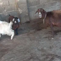 میش وبزغاله|حیوانات مزرعه|صحنه, |دیوار