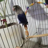 طوطی برزیلی|پرنده|ملارد, |دیوار