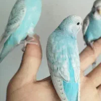 مرغ عشق گم شده