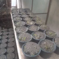 سبزه نارنج شب عید