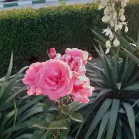 رزرو بلیط اتوبوس مشهد به زاهدان وبالعکس