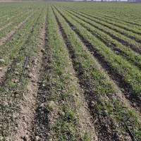 نیازمندکارگرافغانی باخانواده جهت ابیاری کشاورزی