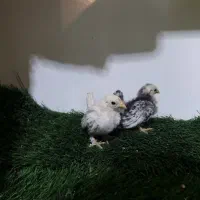 فروش ویژه جوجه های خاص