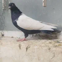 ماده سینه ای جوان تازه ۱۰بند شده