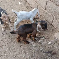 بزغاله نر فقط فقط تماس