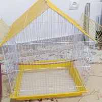 عروس هلندی سخنگو باهوش|پرنده|هشتگرد, شهرک فرهنگیان|دیوار