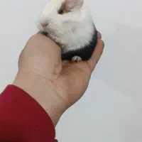 خوکچه هندی منیاتوری|موش و خرگوش|بوکان, |دیوار