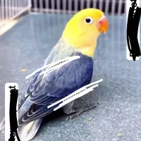 لانه پرورش طوطی کوتوله عروس گرینچیک قناری مرغ عشق|پرنده|تهران, نیروی هوایی (پیروزی)|دیوار