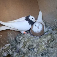 جفت طوقی خوشکل