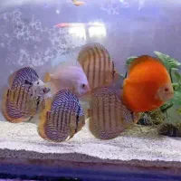 فروش ویژه ماهی دیسکس