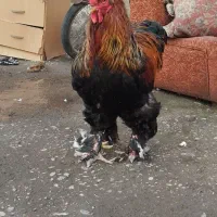 برهما پارتریچ|حیوانات مزرعه|آستانه اشرفیه, |دیوار