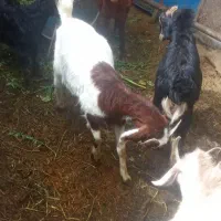 یک راس بزغاله نر ۱۰تومن