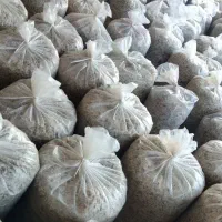 تفاله چغندر میاندواب