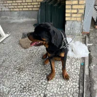 روتوایلر نر کشش|سگ|اصفهان, آبشار|دیوار