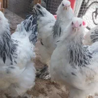 جوجه برهما اصیل 3 ماهه|حیوانات مزرعه|تهران, ستارخان|دیوار