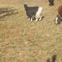 بزغاله چاق|حیوانات مزرعه|ازنا, |دیوار