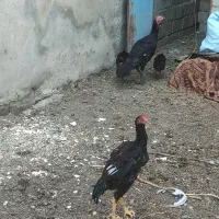 بوقلمون و جوجه لاری|حیوانات مزرعه|نقده, |دیوار