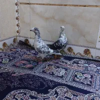گلی بزک هر دو نر|پرنده|شیراز, شیخ علی چوپان|دیوار