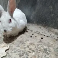 خرگوش|موش و خرگوش|خرم‌آباد, |دیوار