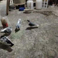 چند جفت کفتر شهرستانی