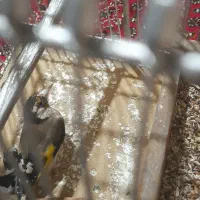 سهره نشانه دار