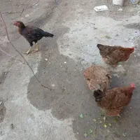 ۳ مرغ تخم گذارسالم وسرحال ویک خروس لاری|حیوانات مزرعه|بناب, |دیوار