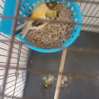 قناری نرو ماده