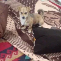 سگ سوسیسی خانگی پاکوتاه