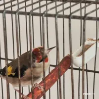 ماده سهره کار داده|پرنده|شیراز, شاپورجان|دیوار