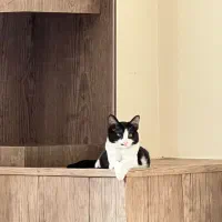 واگذاری رایگان گربه خونگی|گربه|اصفهان, وحید|دیوار